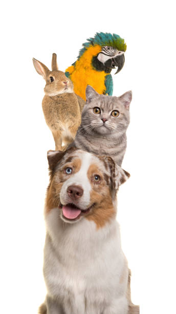 Otras mascotas