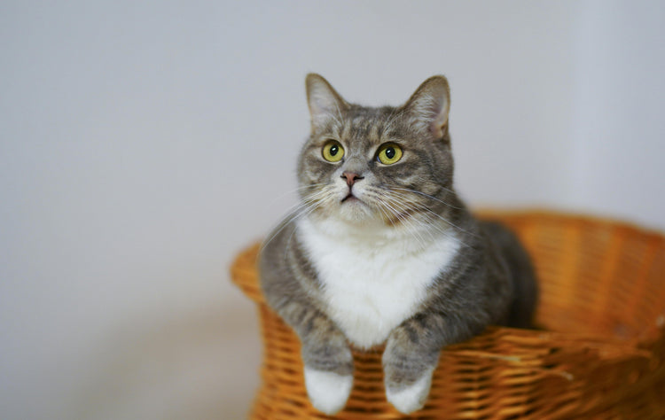 GATO