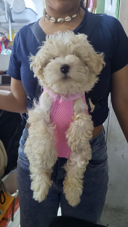 CANGURERA TRANSPORTADORA DE MASCOTAS