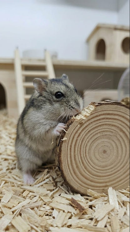 MADERA COMESTIBLE PARA ROEDORES