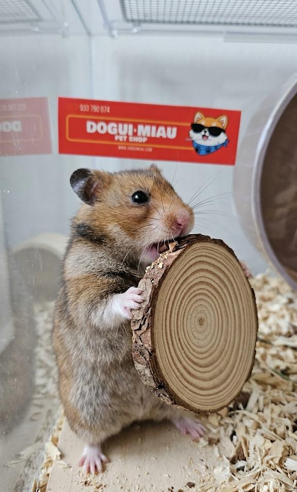 MADERA COMESTIBLE PARA ROEDORES