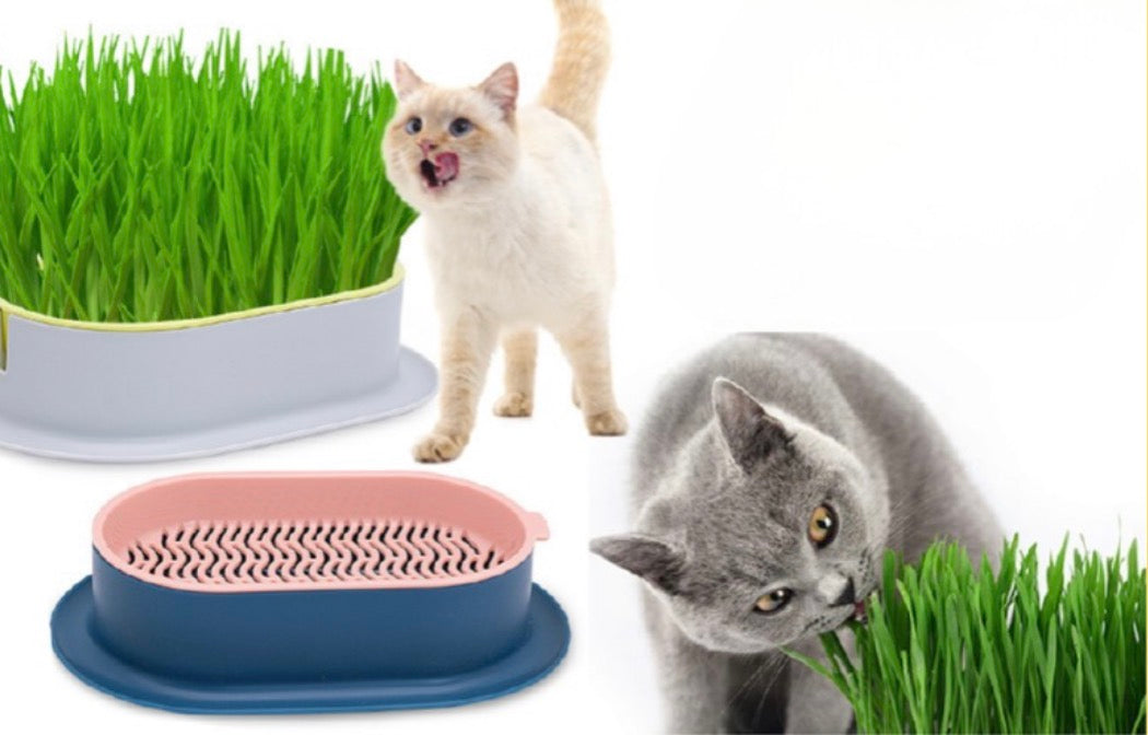 Planta hidropónica comestible para gatos