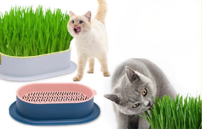 Planta hidropónica comestible para gatos