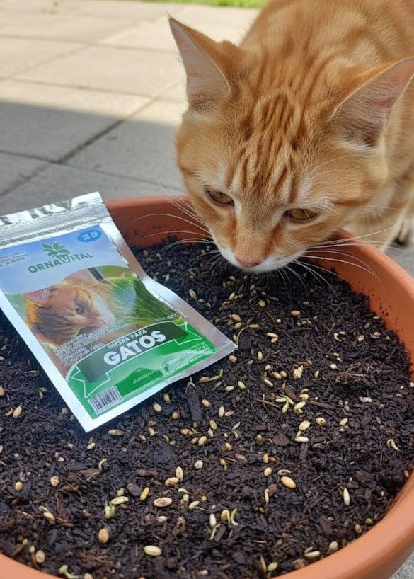 HIERBA PARA GATOS
