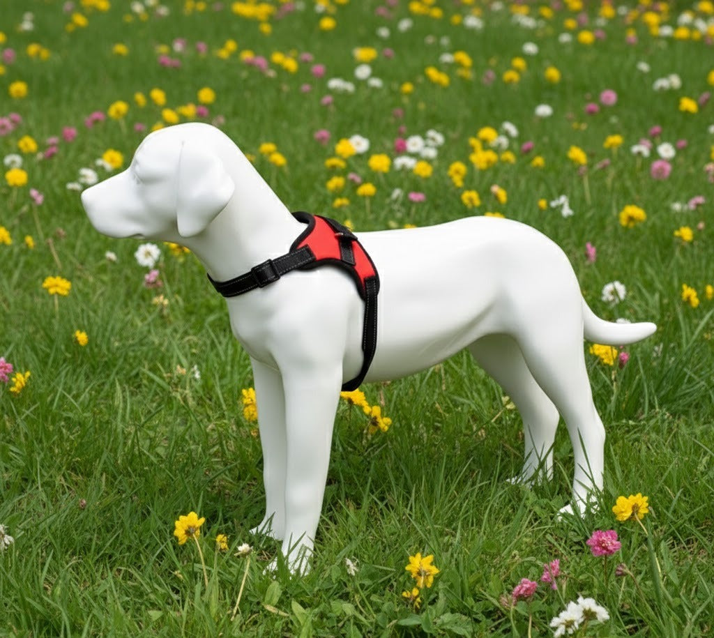 PECHERA PERRITO