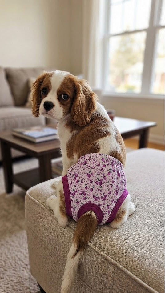 CALZONES PARA MASCOTAS