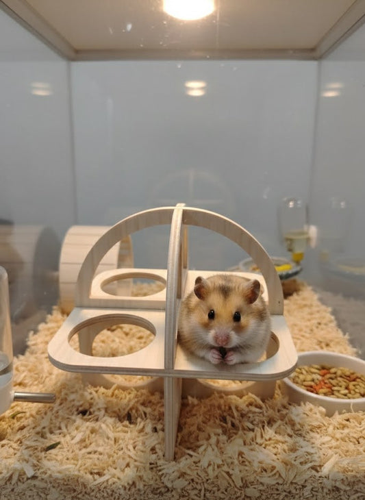 GIMNASIO DE HAMSTER