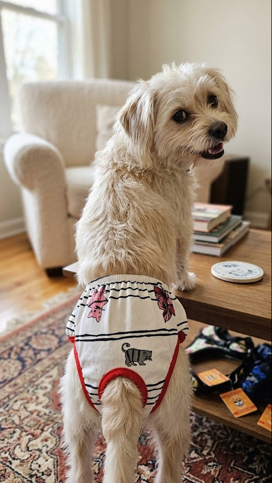 CALZONES PARA MASCOTAS